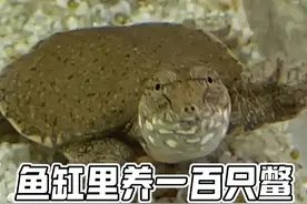 鱼缸里养一百只鳖是什么体验？
#甲鱼 #鳖 #养龟人 #养龟日常 #养鱼日记