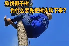 砍伐椰子树，为什么要先把椰树头给砍下来呢？ #科普  #解压  #伐木  #摘椰子 #青少年课外知识讲堂