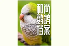 【鹦鹉百科】全网最全的和尚鹦鹉介绍，和尚鹦鹉有什么优缺点