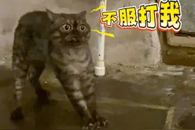 这就是狸花猫抓老鼠的效率 #搞笑配音 #搞笑动物视频 #看一次笑一次