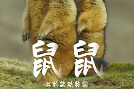 还吃！收你们来啦 #一代人有一代人的动物世界 #土拨鼠视频封面