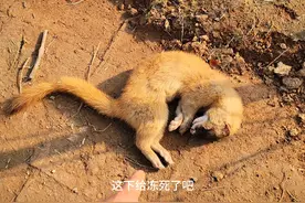 这黄鼠狼太厉害了，好多鸡被它吃掉了 #我的乡野山居生活