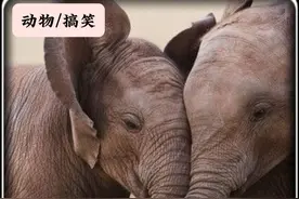 小象一出生就是200多斤的胖宝宝，自然界最调皮的动物 #大象视频封面