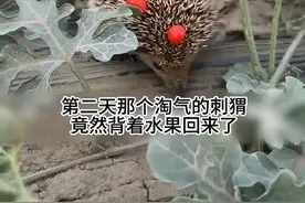 偷西瓜的刺猬竟然还带礼物来了？！最后还全家出动了… #萌宠 #刺猬 #故事视频封面