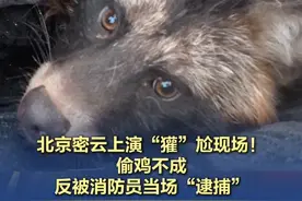 【北京密云上演“獾”尬现场！偷鸡不成反被消防员当场“逮捕”】 7月19日上午，北京市密云区溪翁庄一户村民家的鸡圈遭野生獾闯入，并疑似被吃掉了一只鸡。溪翁庄消防救援站接警后迅速出动队员，生擒了这只馋嘴獾，之后将其放归大自然。#馋嘴獾闯入鸡圈偷吃被擒