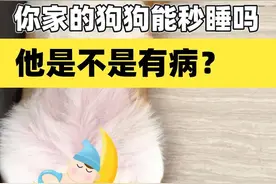 狗狗为什么能秒睡？一躺下就睡觉是有病吗？#科学养宠攻略 #狗狗心理学 