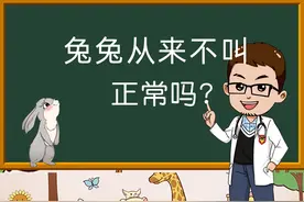 兔子从来不叫正常吗？兔子会叫吗？#宠物兔