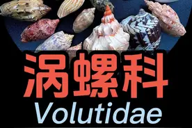 涡螺30种，你最喜欢哪一种？认识世界贝壳300种 #科普 #贝壳 #海洋生物
