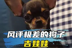 为什么这么多人讨厌吉娃娃。看看以下我说的原因对不对！ #吉娃娃 #恶犬 #萌宠推荐官 #神奇动物在抖音 #动物的迷惑行为视频封面