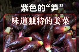 阳荷，一种吃花苞的蔬菜，它的味道非常特别。 #阳荷 #黑暗料理 #亚洲人参 #姜 #自然奇境科普季