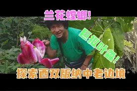 我在西双版纳遇到了兰花螳螂！
