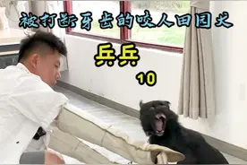 #中华田园犬 兵兵翻脸不认人，校长好心给他梳毛直接下口咬。#壹陸训犬 #南京宠物学校 视频封面