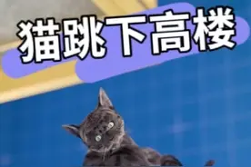 “猫有九条命”，这是真的吗？为何猫从高处摔下也不会死？#自然奇境科普季 #夏梦逐浪
