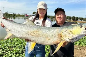 养殖户塘里频繁丢失小鱼苗，水中怪物原来竟然是“它”！！#dou是钓鱼人