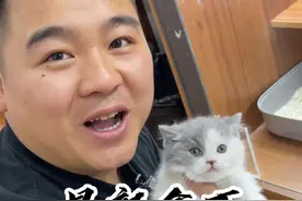 咋今天到的猫每只都有特色啊？？#壮实说猫 #美短 #纯黑英短视频封面
