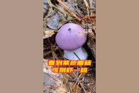 #这蘑菇还没下锅就感觉到好有韵味  都说颜色鲜艳的蘑菇大多有毒，但要是在餐桌上看到紫色的它，可别吓一跳！它就是秋冬季常见食用菌——紫丁香蘑菇。
