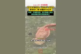昆明盘龙江惊现“粉红色”娃娃鱼，体长约1.1米，体重约14公斤，专家：不是野生的，估计是在运输过程中逃到盘龙江里 （来源：@JKM_0871 ）#娃娃鱼 #云南只打滇峰赛