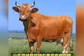 山东聊城惊现疑似畜间炭疽疫情视频封面