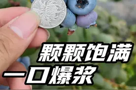 南沙终于也有自己的蓝莓种植基地了，硬币那么大的蓝莓，还有花香味，快来解锁你的蓝莓自由吧。#广州南沙 #蓝莓种植 #优质农产品 #三农 #绿色生态农业视频封面