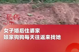 女子婚后住婆家，娘家狗狗每天往返来找她，网友：它想知道你过得好不好#狗狗 #万物皆有灵性视频封面