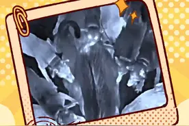 重托犬是什么犬？一出场就是高燃瞬间！ #重托#踏雪宝宝#大型犬的温柔#猎犬#野猪泛滥@DOU+小助手