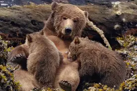 棕熊安娜睡梦中不小心生了两只熊孩子，从此踏上了不归路！！视频封面