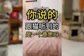 当你在喵喵叫的时候，猫猫在想什么？你说的vs猫听到的#猫 #猫咪