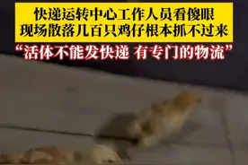 快递运转中心工作人员看傻眼，现场散落几百只鸡仔根本抓不过来，工作人员：原则上活体不能发快递，有专门的物流。#活体运输 #小鸡仔 #快递视频封面