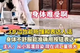 #3岁边牧能听懂和表达人话  ：身体不舒服还能自己要求去医院看病。@边牧停停的日常