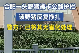 合肥一头野猪被卡公路护栏，该野猪反复挣扎，警方：已将其无害化处理视频封面
