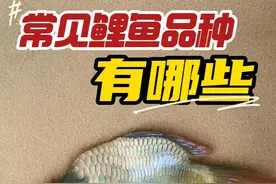鲤鱼全解析：哪些不能吃？哪种最美味？入侵美国的竟是它！ #内容启发搜索 #钓鱼知识钓鱼小技巧 #鱼类科普 #鲤鱼解说 #鉴定一下抖音热门生物 
鲤鱼，原产于中国，是世界上最早养殖的鱼类之一，拥有数千年的历史和文化底蕴。它不仅在中国广泛分布，还传播至全球，成为备受瞩目的经济鱼类。本文围绕鲤鱼展开，解答钓友们常问的几个问题：哪些鲤鱼不能吃？哪种鲤鱼最好吃？为什么鲤鱼不算四大家鱼？入侵美国的鲤鱼是哪一种？野钓常见的鲤鱼品种有哪些？