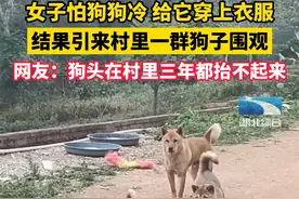 女子怕狗狗冷，给它穿上衣服，结果引来村里一群狗子围观，网友：狗头在村里三年都抬不起来。视频封面