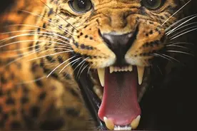 科普：教你辨别各种豹子。#动物 #豹子 #科普 视频封面