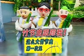 超大竹节虫跟着我，原来是为了保护孩子！ #昆虫小百科 #搞笑动画视频封面