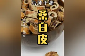 泻肺平喘的桑白皮 #桑白皮 #肺热咳嗽 #胡博士说中医