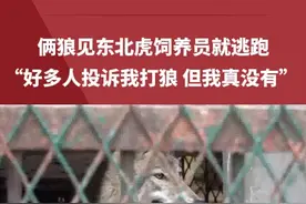 动物园里两只狼一看到东北虎饲养员，吓得发抖立即躲起来，饲养员：我真没打过它们#搞笑 #动物园#河南dou知道视频封面