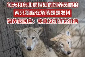 每天和东北虎相处的饲养员喂狼，两只狼躲在角落瑟瑟发抖，饲养员回应：我真没打过它们俩（来源：@濮阳，娜娜姐 ）视频封面