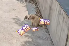 泳池里来了个大老鼠#主人派出猫狗鸡团队上阵捕鼠不料“全军覆没” （来源：@小贺子 ）视频封面