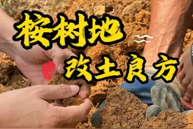 桉树地又瘦又板结，什么方法能够改良成一片沃土？#生物活力栽培法 #桉树 #土壤改良视频封面