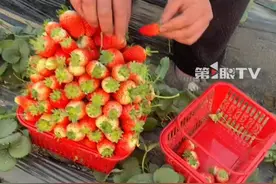 30元一篮，草莓随便装，男子秒变“建筑师”堆起草莓塔，最后篮子装了9斤多，市场价得一百多块。 #草莓🍓 #草莓采摘园 #草莓随便摘 #新鲜采摘 @肚子咕璐璐