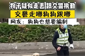 疑似走丢的狗子跟着交警执勤，交警走哪狗子跟哪。网友：狗子也想要编制。#交警 #警犬 #金毛 #交通安全 #狗狗走丢了求帮助 @山东交警 @公安部交通管理局视频封面