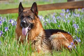 狗狗泌尿系统解析 #狗狗健康#养宠物狗  #养狗知识 #新手养狗视频封面