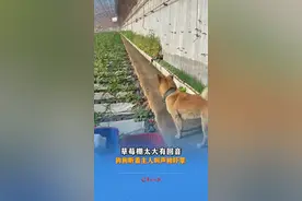 草莓棚里太大有回音
狗狗听着主人叫声被吓懵视频封面
