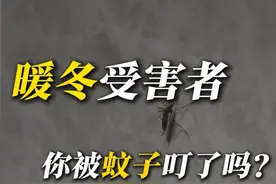 暖冬受害者：你被蚊子叮了吗？ 太离谱了！冬天居然也有蚊子，而且还是在北方！是天气太暖了，还是蚊子进化了？#暖冬 #蚊子 #驱蚊 #冷空气 #降温 @中国气象爱好者视频封面