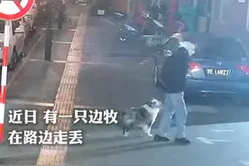 边牧走失后，找外卖员帮忙报警！ 视频封面