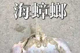 你吃过这种海蟑螂吗？ #鼹鼠蟹 #内容启发搜索 #海洋生物