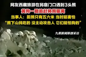 7月23日，西藏那曲，#当事人回应在民宿门口遇到3头熊 ： 距熊只有五六米，当时挺害怕，熊下山找吃的，没主动攻击人，它们挺怕狗的。