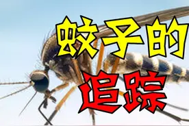 蚊子是怎么找到我们的？热红外线追踪 #蚊子🦟
