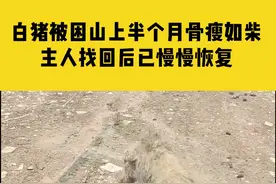 10月17日（采访）湖南衡阳。猪坚强！白猪被困山上半个月骨瘦如柴，主人找回后已慢慢恢复视频封面