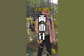 活血化瘀、行气止痛，祛风通络的#两面针 #本草  #中医健康百科全说  #胡博士说中医